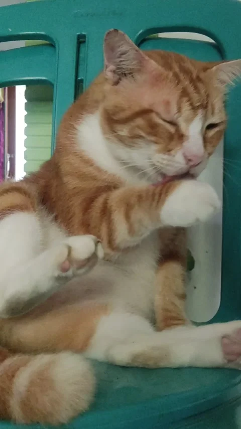 Ginger Cat Just Minding His Own Bussines Vídeos de archivo 233657465