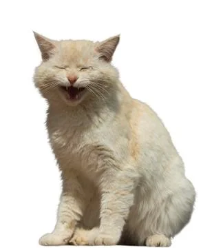 Ginger Cat Laughs Isolated Foto stock