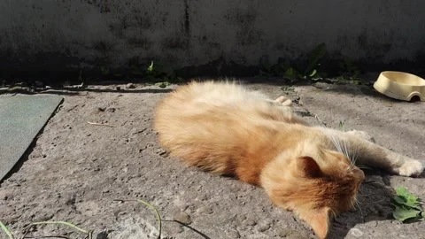 Ginger cat laying and rolling upside down Stock Footage 145801505