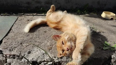 Ginger cat laying and rolling upside down yawning Stock Footage 145801893