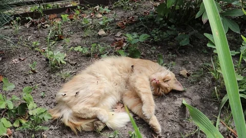 Ginger cat laying and sleepeng upside down Stock Footage 145802246