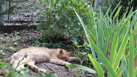Ginger cat laying and sleepeng in a grass Stock Footage 145802640