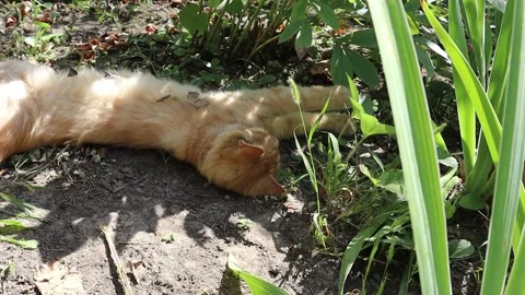 Ginger cat laying and sleepeng upside down Stock Footage 145803028