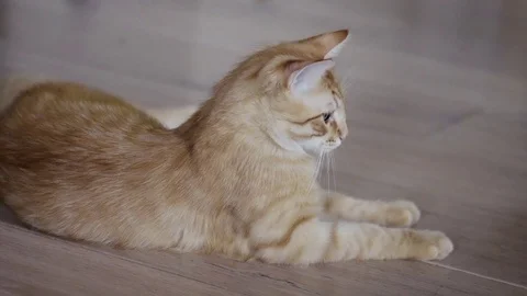 Ginger cat laying Stock Footage 75015339