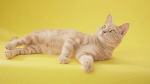 Ginger cat laying sideways Stock Footage 318442262
