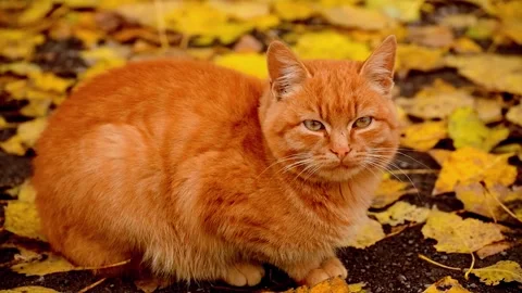 Ginger Cat in Leaves Stock Footage 310864244