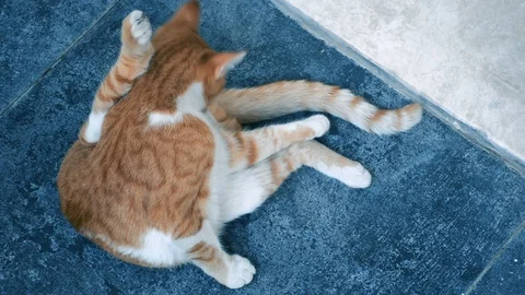 Ginger cat licked itself clean Stock-Footage 101152777