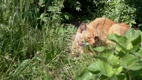 Ginger Cat Licking Grass Stock Footage 293202137