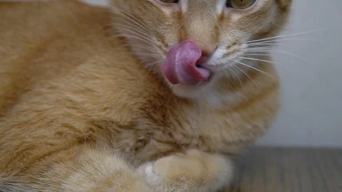 Ginger cat licking his chops at the camera in slow motion Video stock 100295823