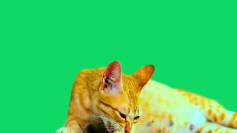 Ginger cat licking itself while lying down against solid green background Stock Footage 341801667