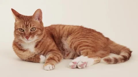 Ginger cat licking paw during cleaning Stock Footage 318230250