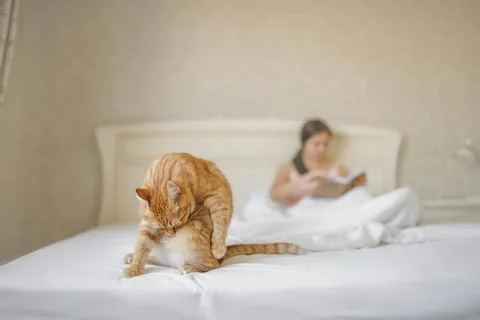 Ginger cat is licking on the white bed Stock Photos