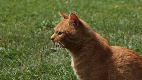 The ginger cat licks after delicious food, cat mustache, slow motion Stock Footage 210251706