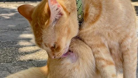 A ginger cat licks a deep wound on its paw. 写真素材