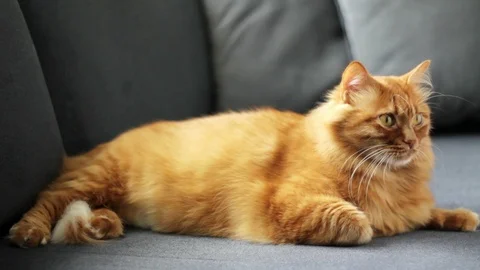 Ginger Cat Licks Himself Stock Footage 96245700