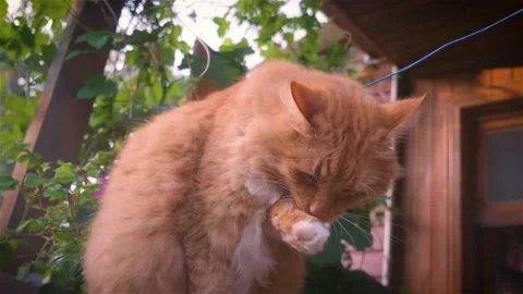 Ginger cat licks its paw Stock Footage 161768547