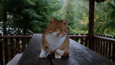 Ginger Cat licks itself on the nature among the forest Stock Footage 103222900