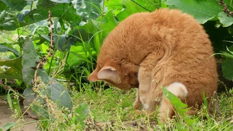 Ginger cat licks itself, then raises its head and looks around Stock Footage 284690903