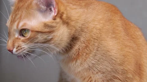 Ginger cat licks muzzle close-up Stock Footage 147616317