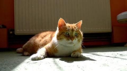 Ginger cat lie on green carpet in the sun and looking around, watching something Stock Footage 112950701