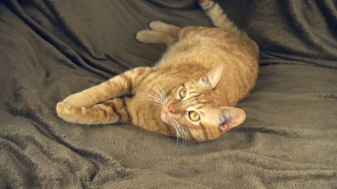 Ginger cat lies on bed. The fluffy pet comfortably to sleep and wildly yawns Stock Footage 83429433