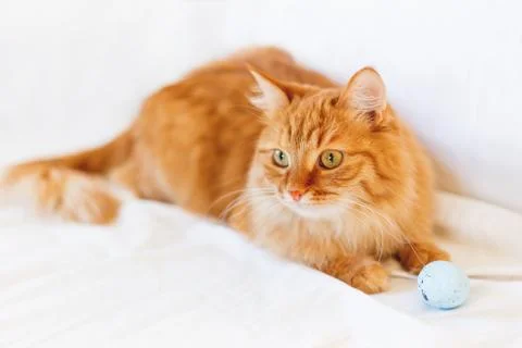 Ginger cat lies on bed with light blue toy ball. The fluffy pet comfortably s Stock Photos