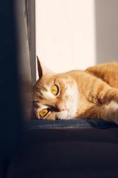 The ginger cat lies on a chair and is sad. Stock Photos