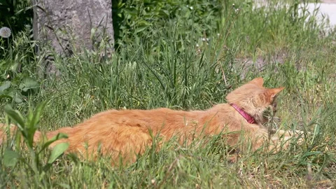 Ginger Cat Lies Down in Grass Stock Footage 293161035
