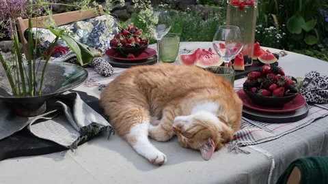 A ginger cat lies on the garden table in summer 스톡 동영상 278503105