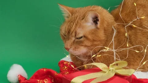 Ginger cat lies on a green background, wrapped in a glowing garland, winking Stock Footage 294369930