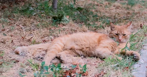 Ginger cat lies relaxed. Stock Footage 171945602