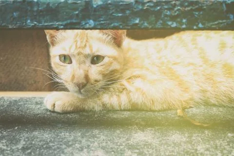 Ginger Cat with Light Leak. Stock Photos
