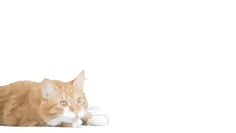 Ginger cat looked at a white background Vidéo 75924643