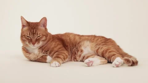 Ginger cat looking alert while lying on side Stock Footage 318230291