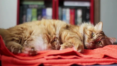 Ginger Cat looking around and stretches Stock Footage 98974000