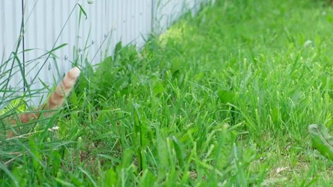 Ginger cat looking at camera and crawling under fence to the neighbor's plot Vídeos de archivo 277646011