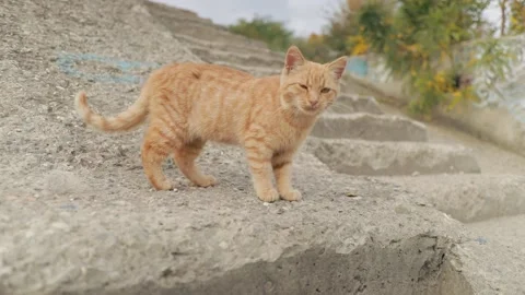 Ginger cat looking at the camera. Filmed in slow motion Stock Footage 163254116