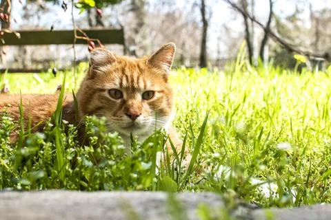 Ginger Cat Looking At Camera In Grass Stock Photos