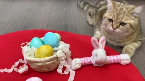 Ginger cat looking at colorful Easter eggs. Stock Footage 172567017