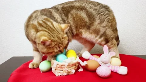 Ginger cat looking at colorful Easter eggs. Video stock 172585173