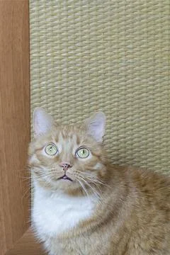 Ginger cat looking up, copy space, selective focus Stock Photos