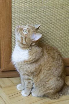 Ginger cat looking up, copy space, selective focus Foto stock