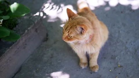 Ginger Cat Looking Up Stock Footage 293159823