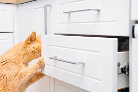 Ginger cat looking into open kitchen cabinet drawer Stock Photos