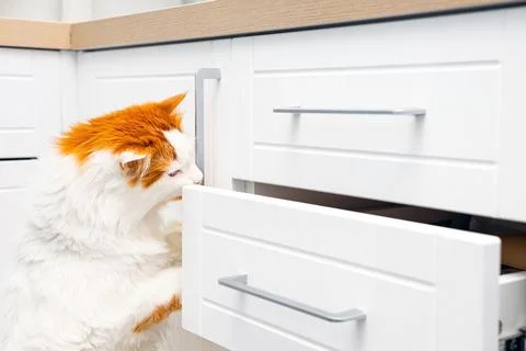 Ginger cat looking into open kitchen cabinet drawer. Stock Photos