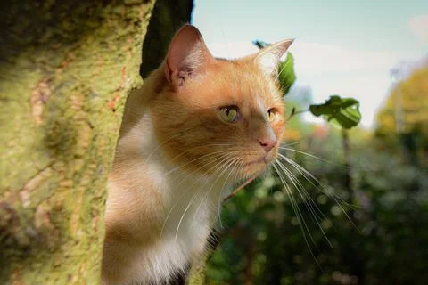 Ginger cat looking out from tree perch Photos