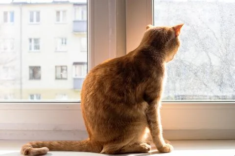Ginger cat looking out window on windowsill Stock Photos
