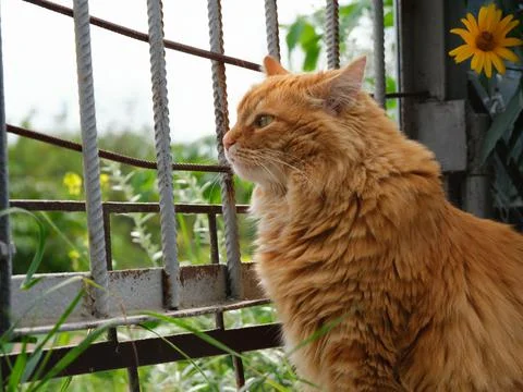 A ginger cat looking outside through a gate Stock Photos