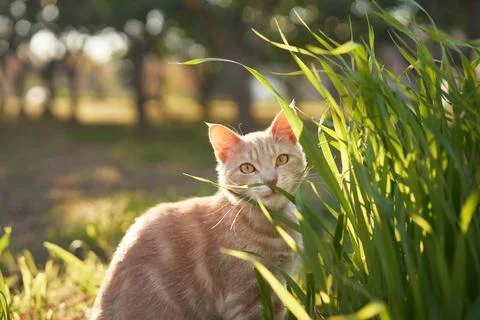 Ginger cat looking over tall grass Stock Photos