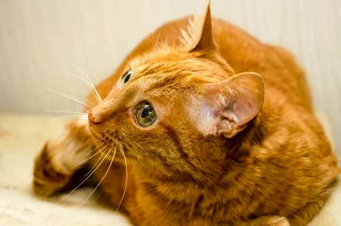 Ginger cat is looking up. Foto stock